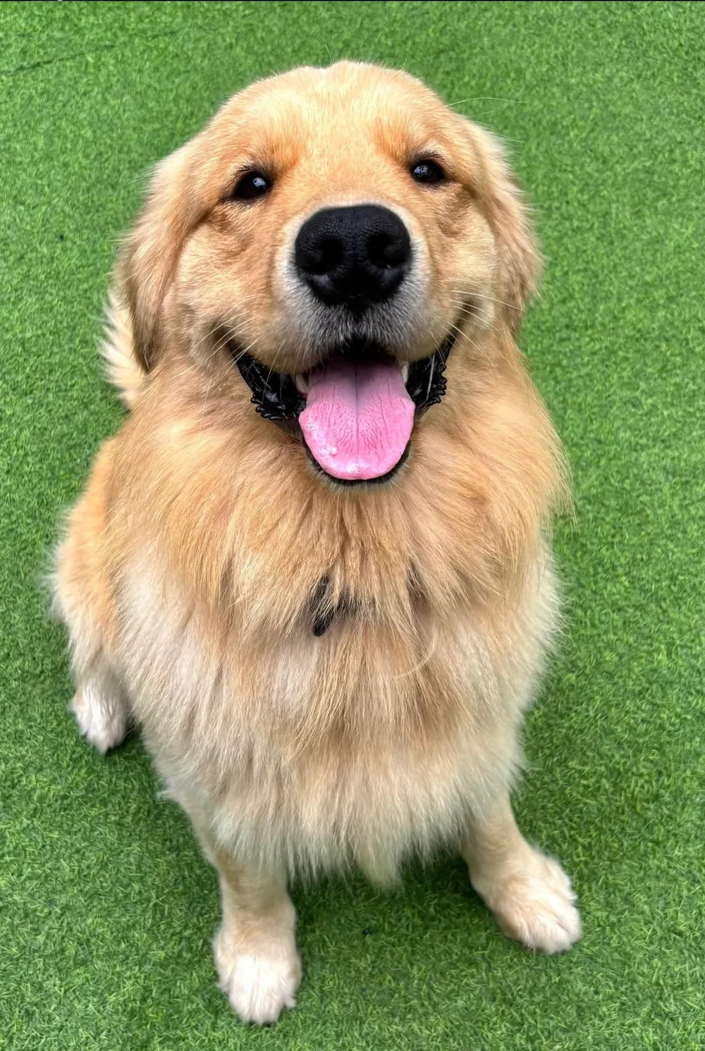 Haku, Golden Retriever y embajador de Danka